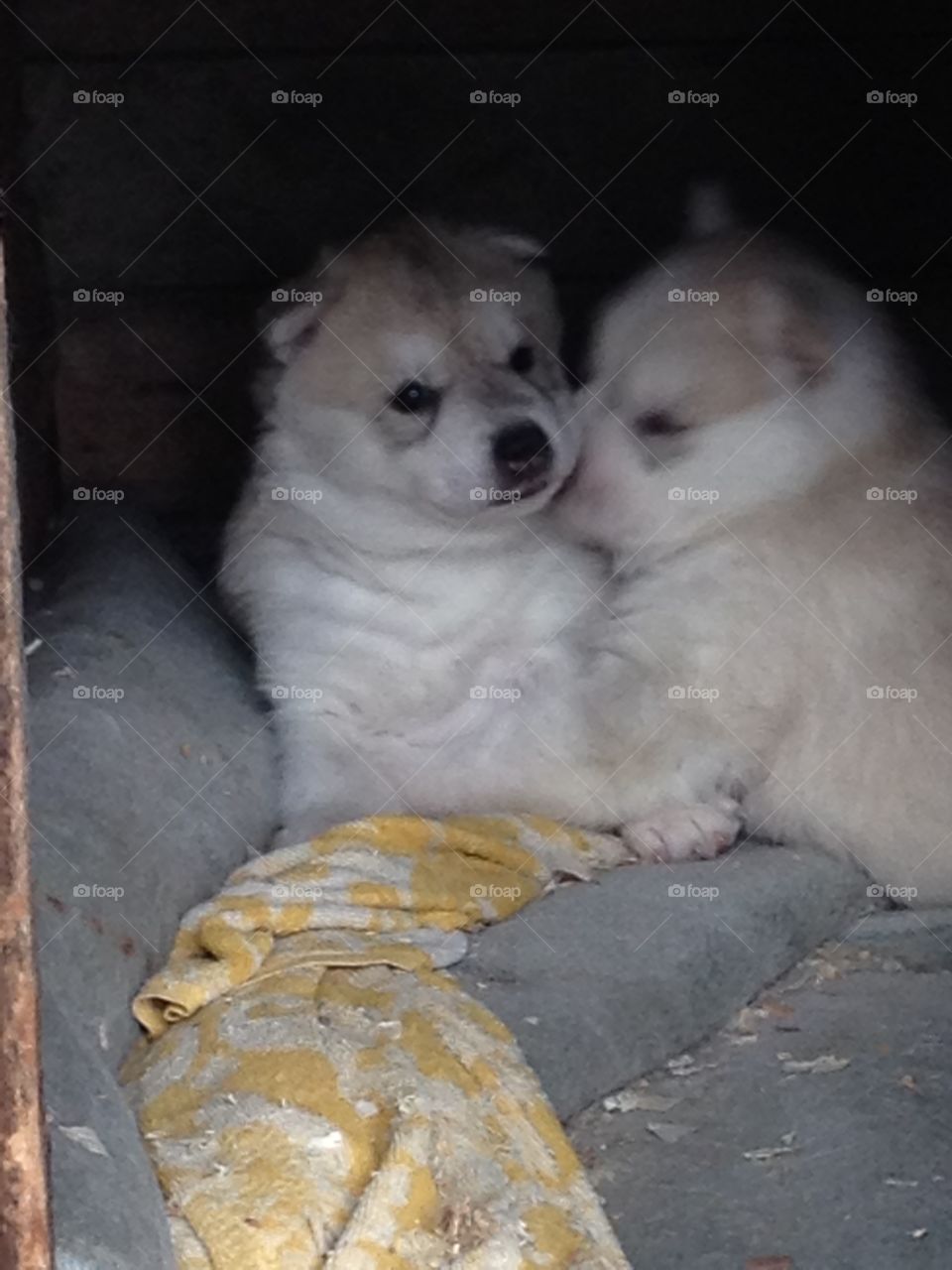 There is a better world with puppies