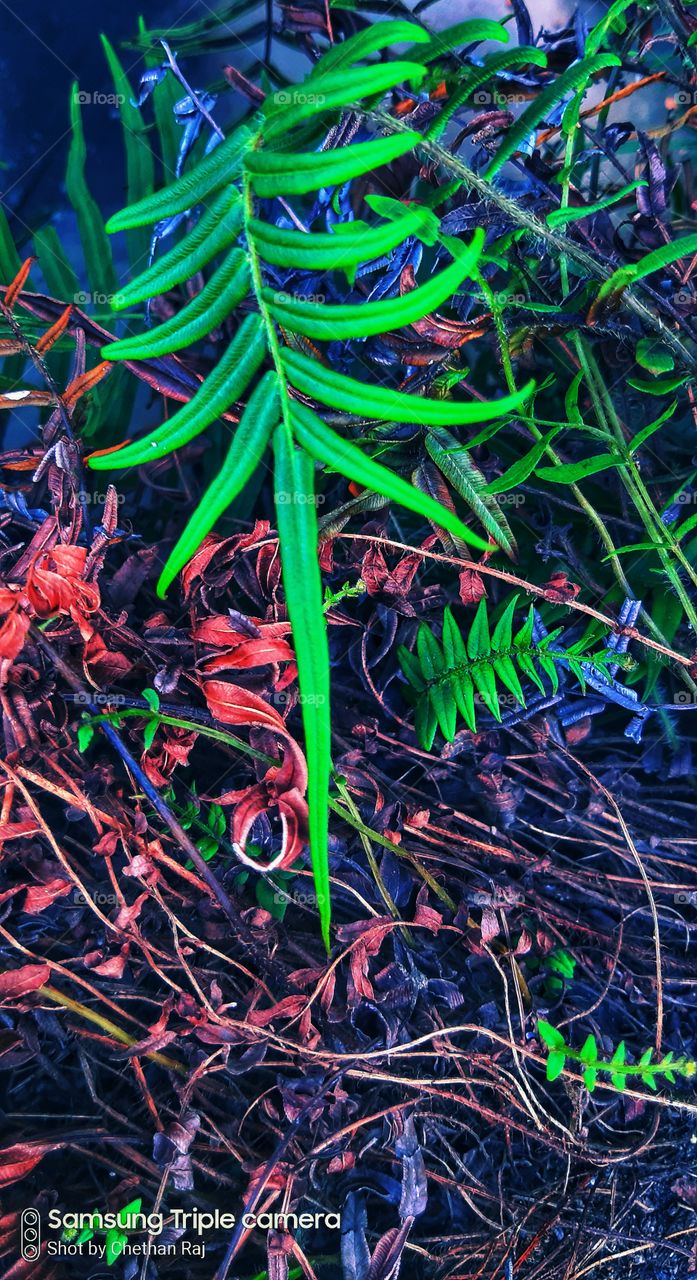 green colour stories nature's love