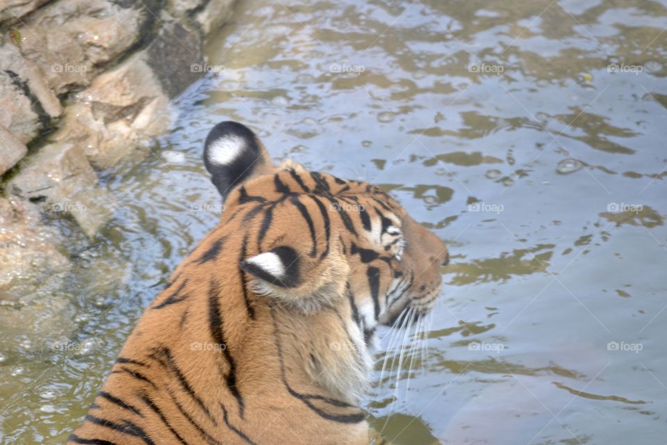 A tiger sitting in water. Close-up of the head