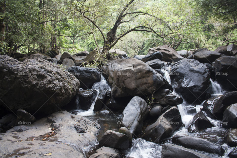 wild fountain in the forest