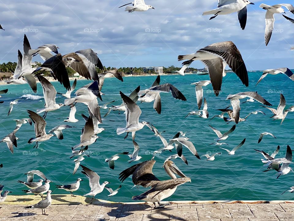 Seagulls flying over a brown pelican sitting on a pier