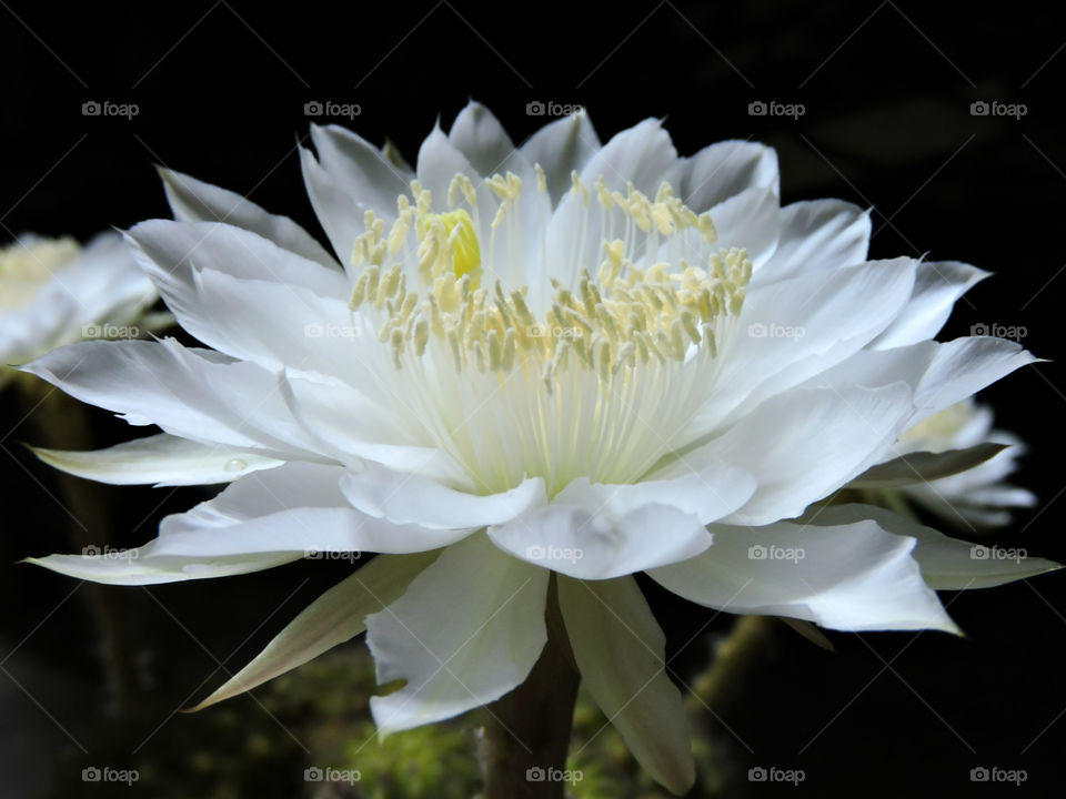 Close-up of a white flower