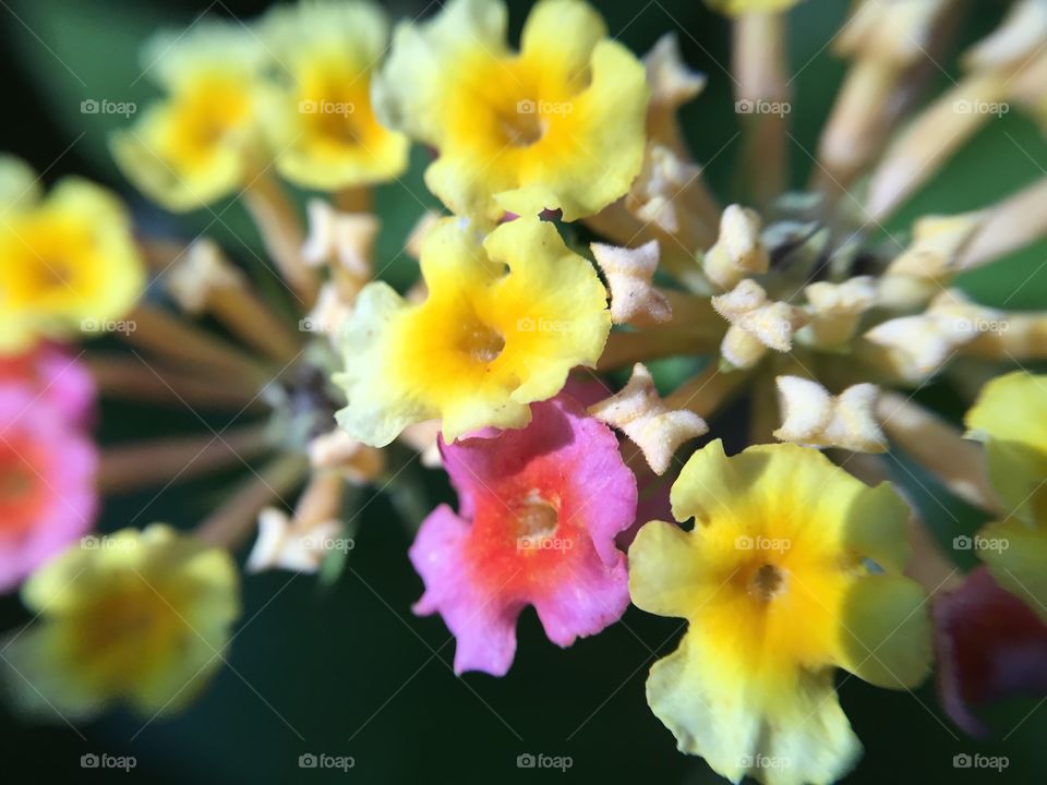 Beautiful Lantana flowers, sometimes considered weed and invasive.