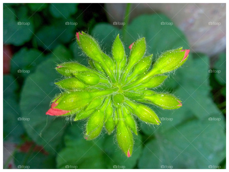 Beautiful flower in library garden Chandigarh