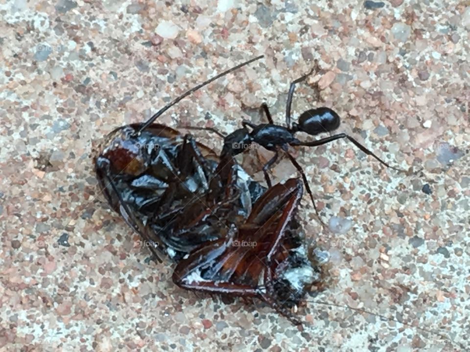 Worker ant with huge dead cockroach
