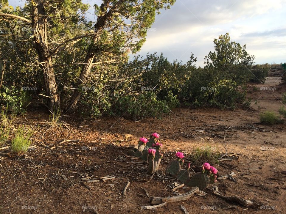 Desert Flowers . Cactus flowers 
