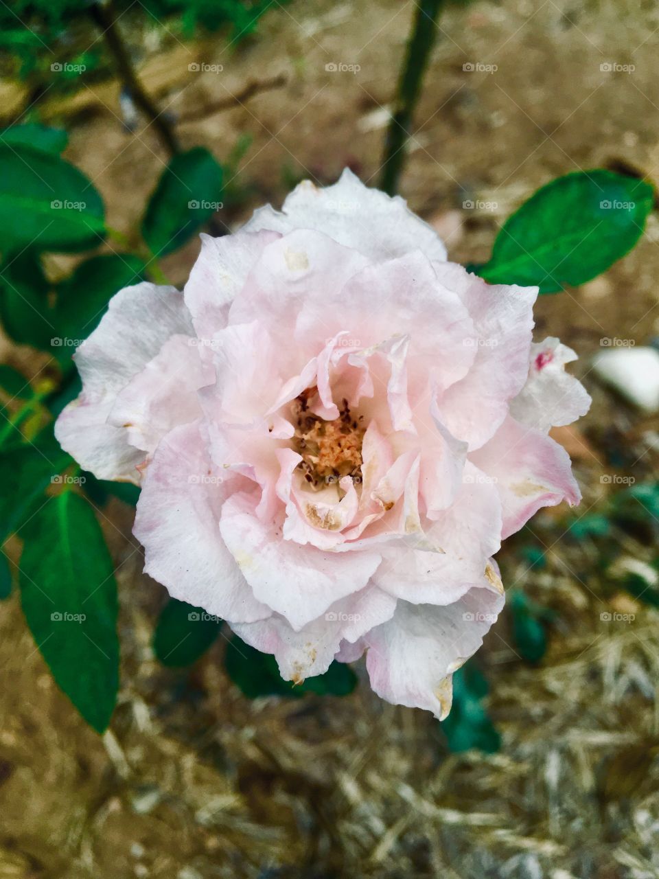 🌼#Flores do nosso #jardim, para alegrar e embelezar nosso dia!
#Jardinagem é nosso #hobby. 
🌹
#flor #flowers #flower #pétalas #garden #natureza #nature #flora 