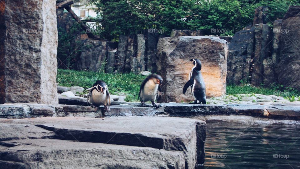 Penguins in zoo 