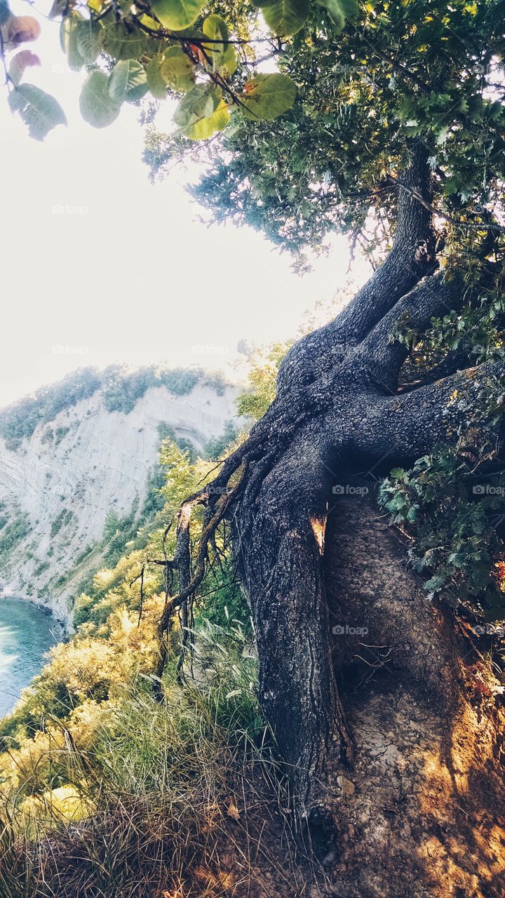The tree grows on the edge of a cliff