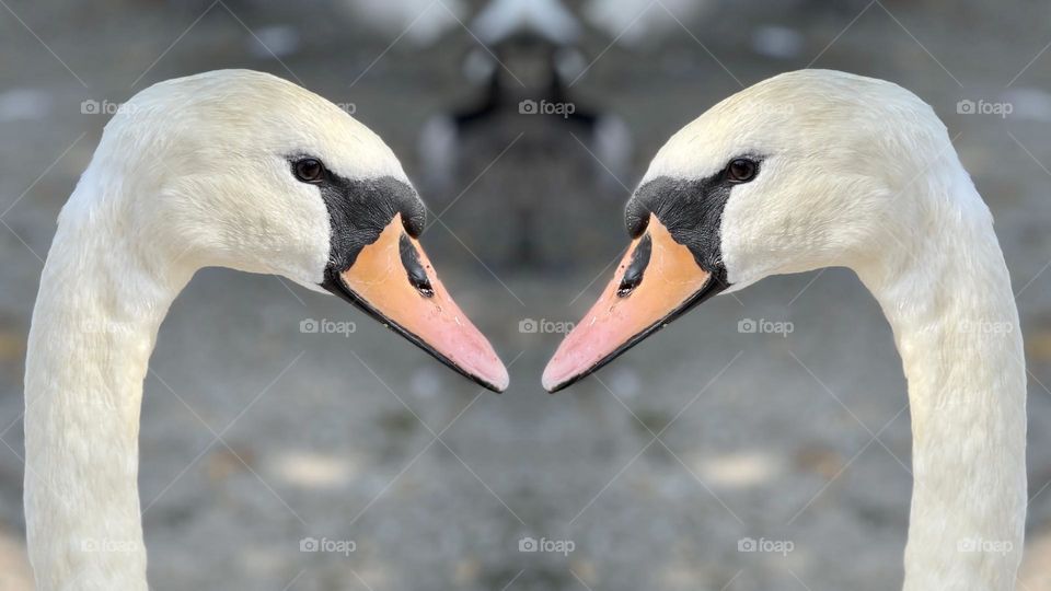 Eye to eye, beak to beak. A meeting of Mute Swans.