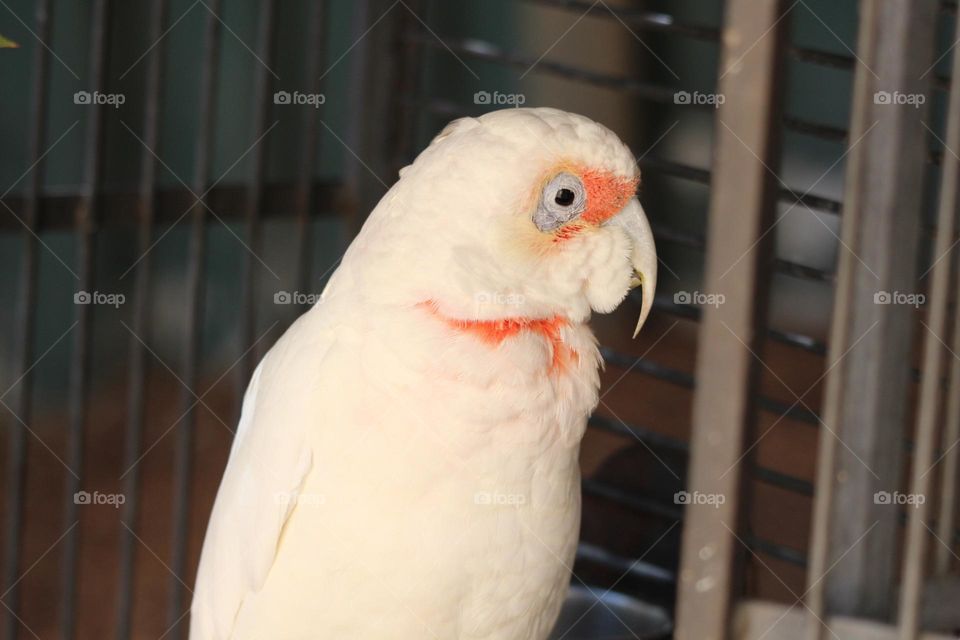 A large little corella staring around it’s cage, liking its home even though the door to an aviary is open