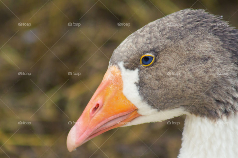 Bird, No Person, Wildlife, Nature, Outdoors