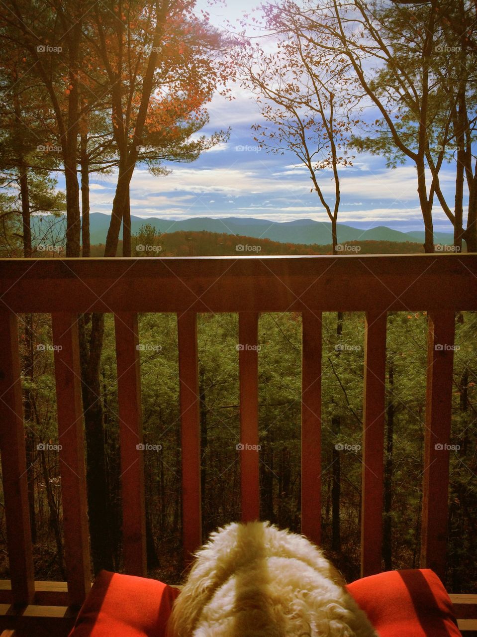 A small white dog sits at the end of a chair, looking through a deck railing at a beautiful mountain view. 