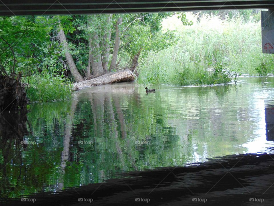 duck chillin in the floody water