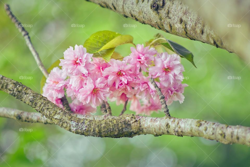 Spring flowers blooming