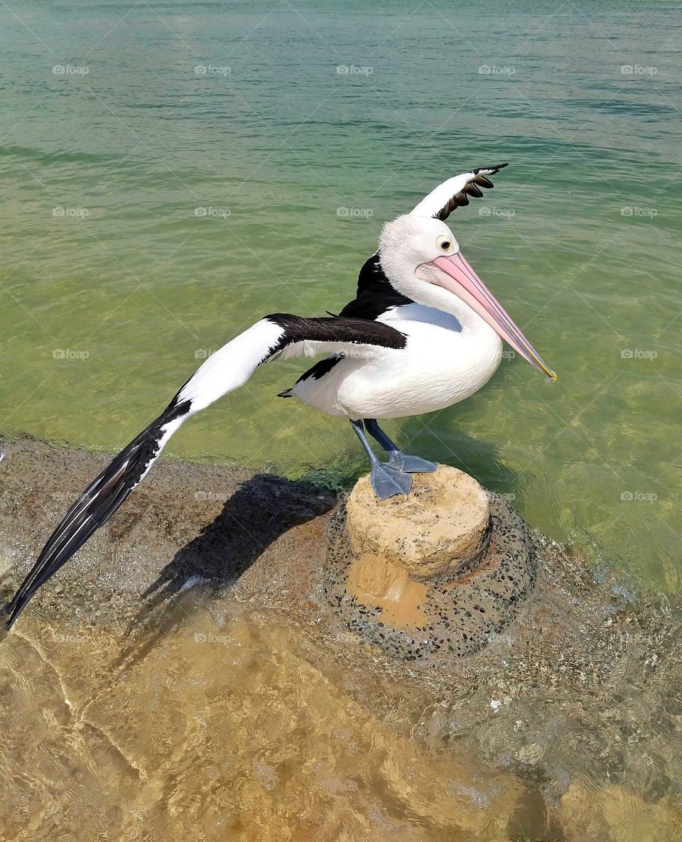 Pelican on the rock in water