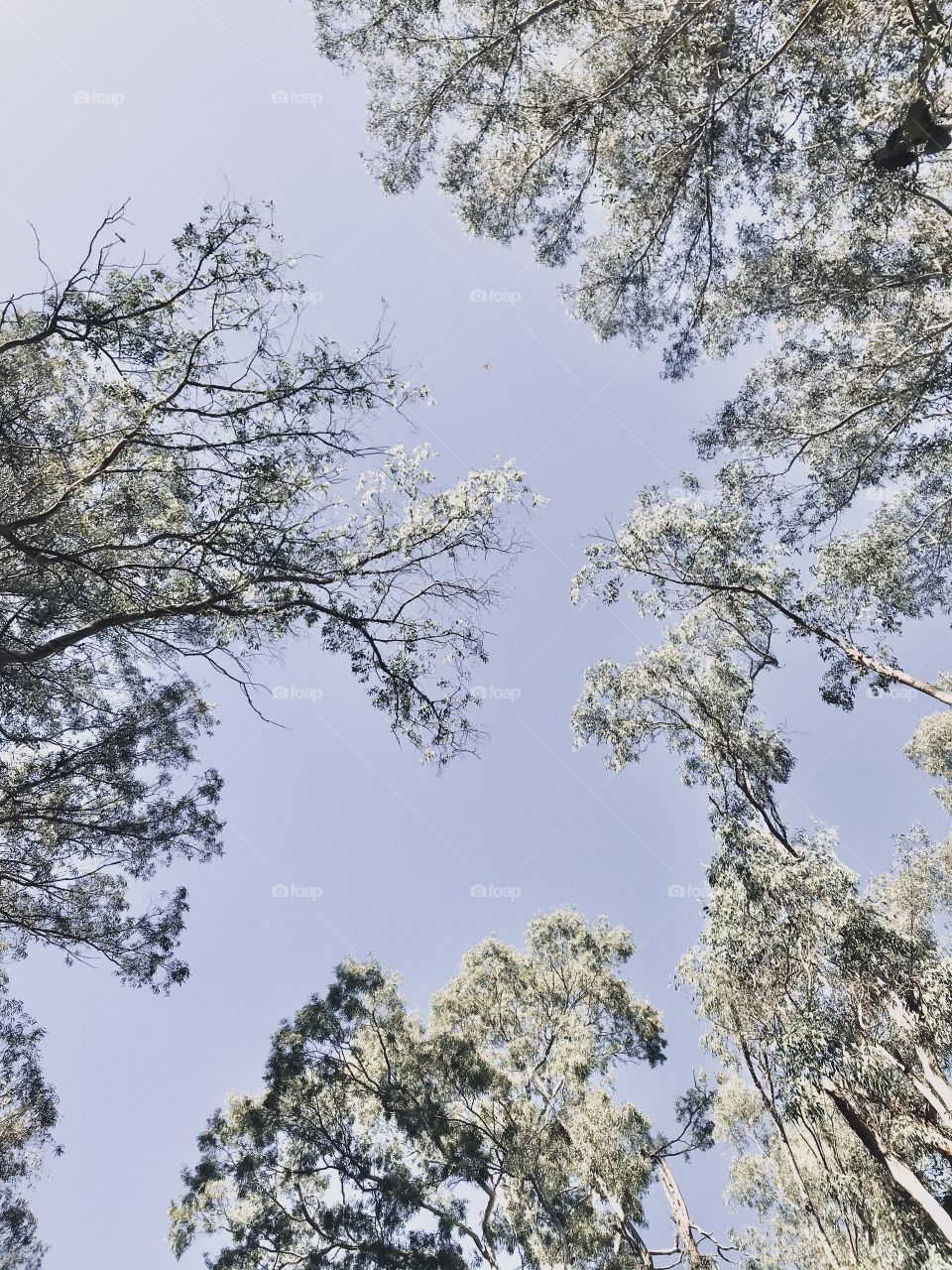 Forest Canopy 