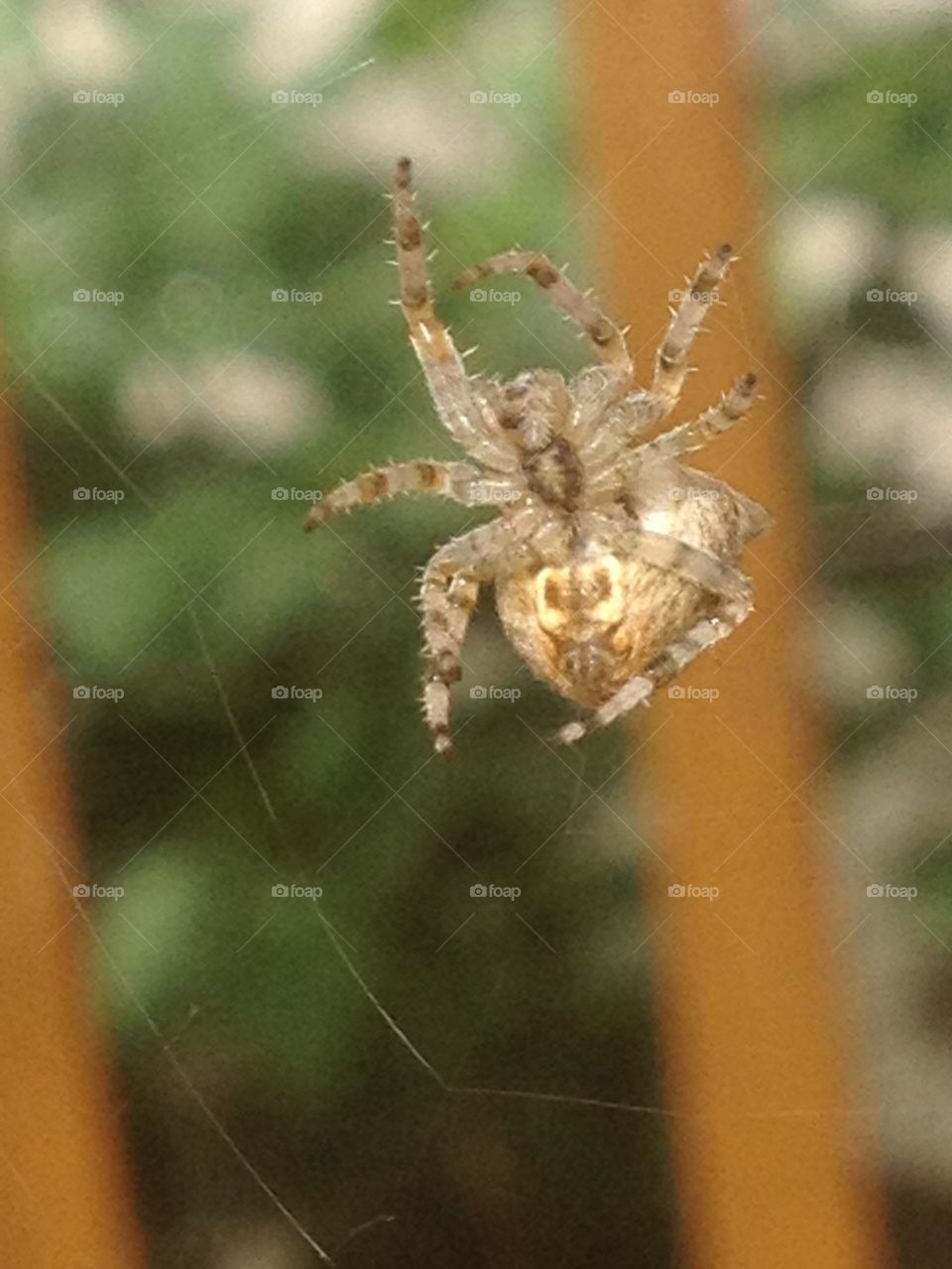 Spider