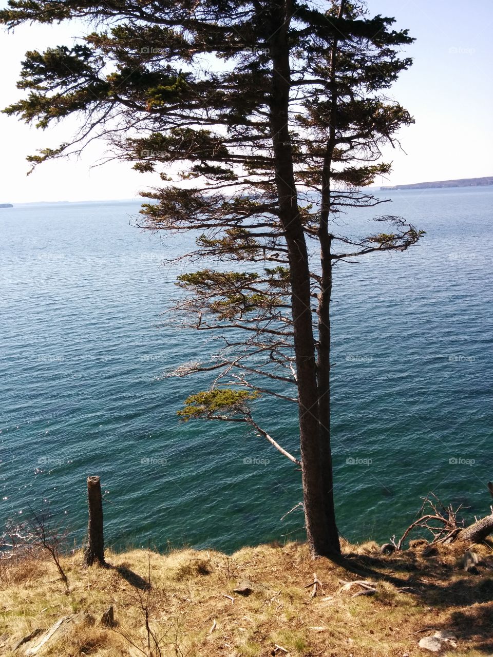 Lonely Tree. A tree on a adventure