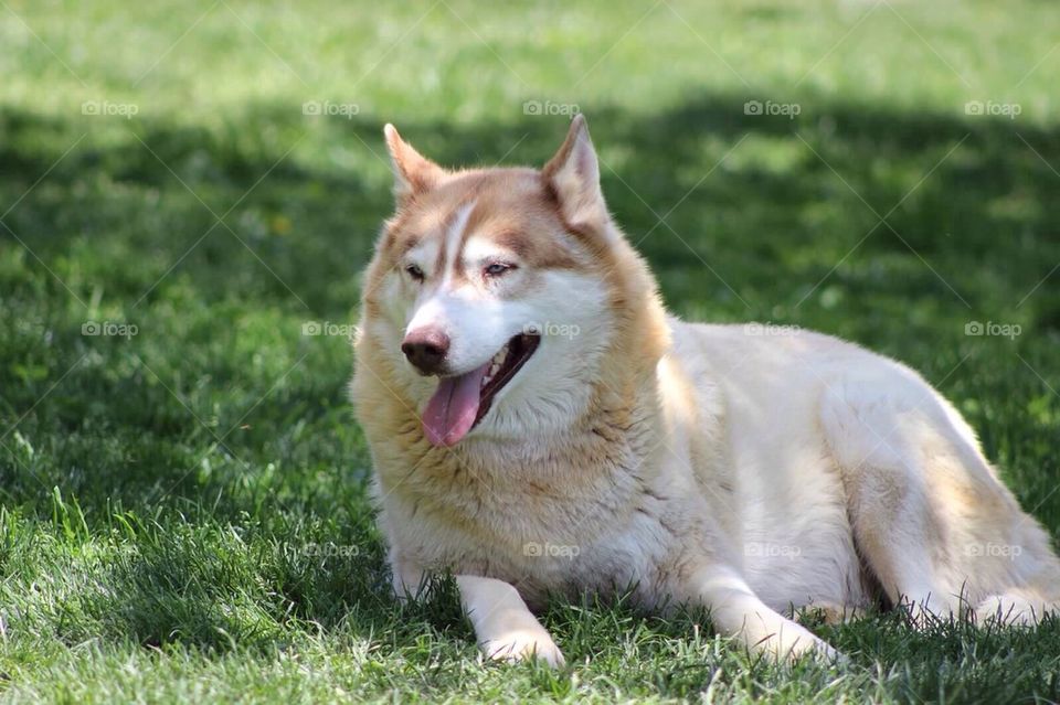 Husky profile 