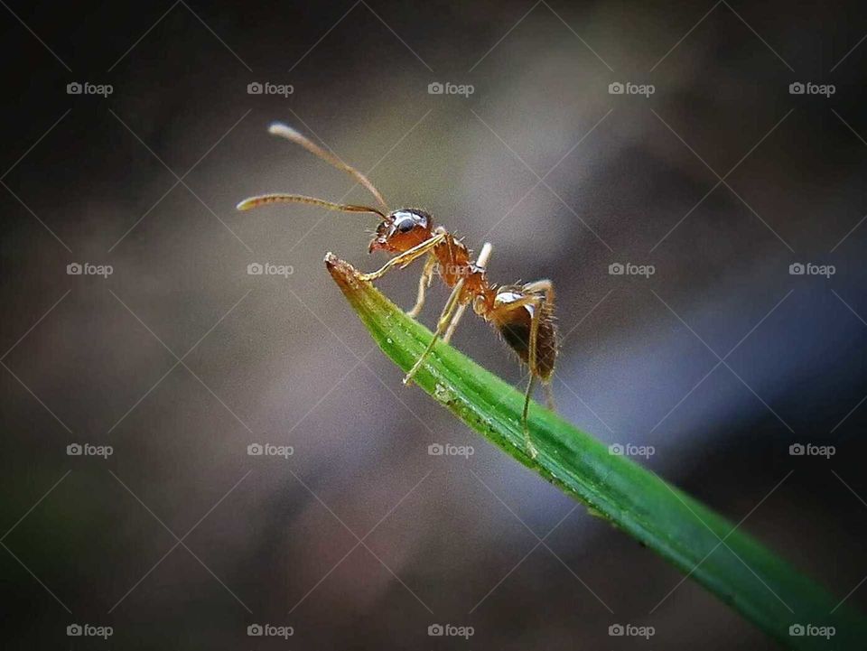 ant on blade of grass