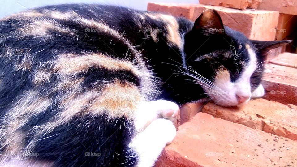 sleeping on the bricks is also sound