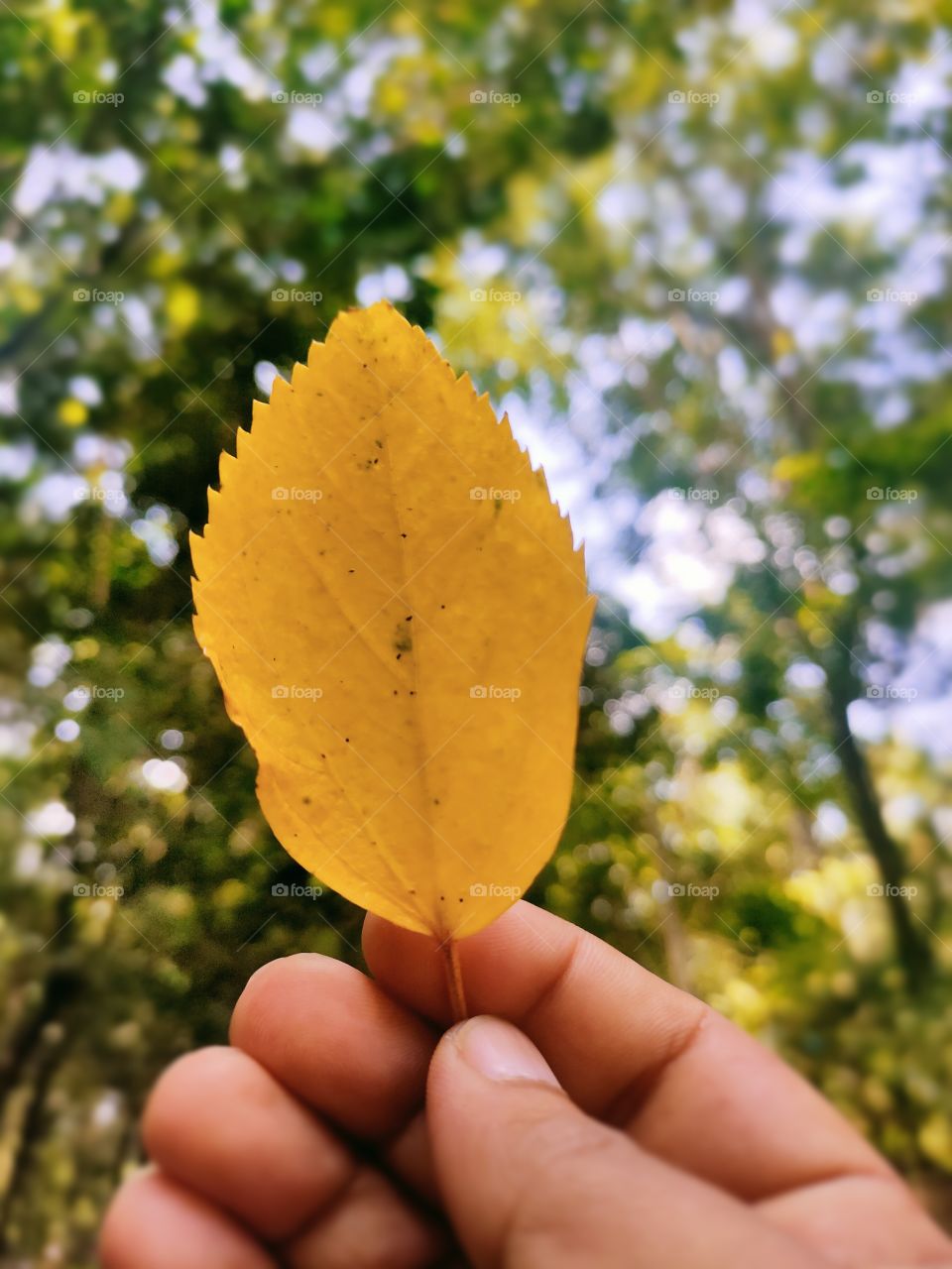 leaf