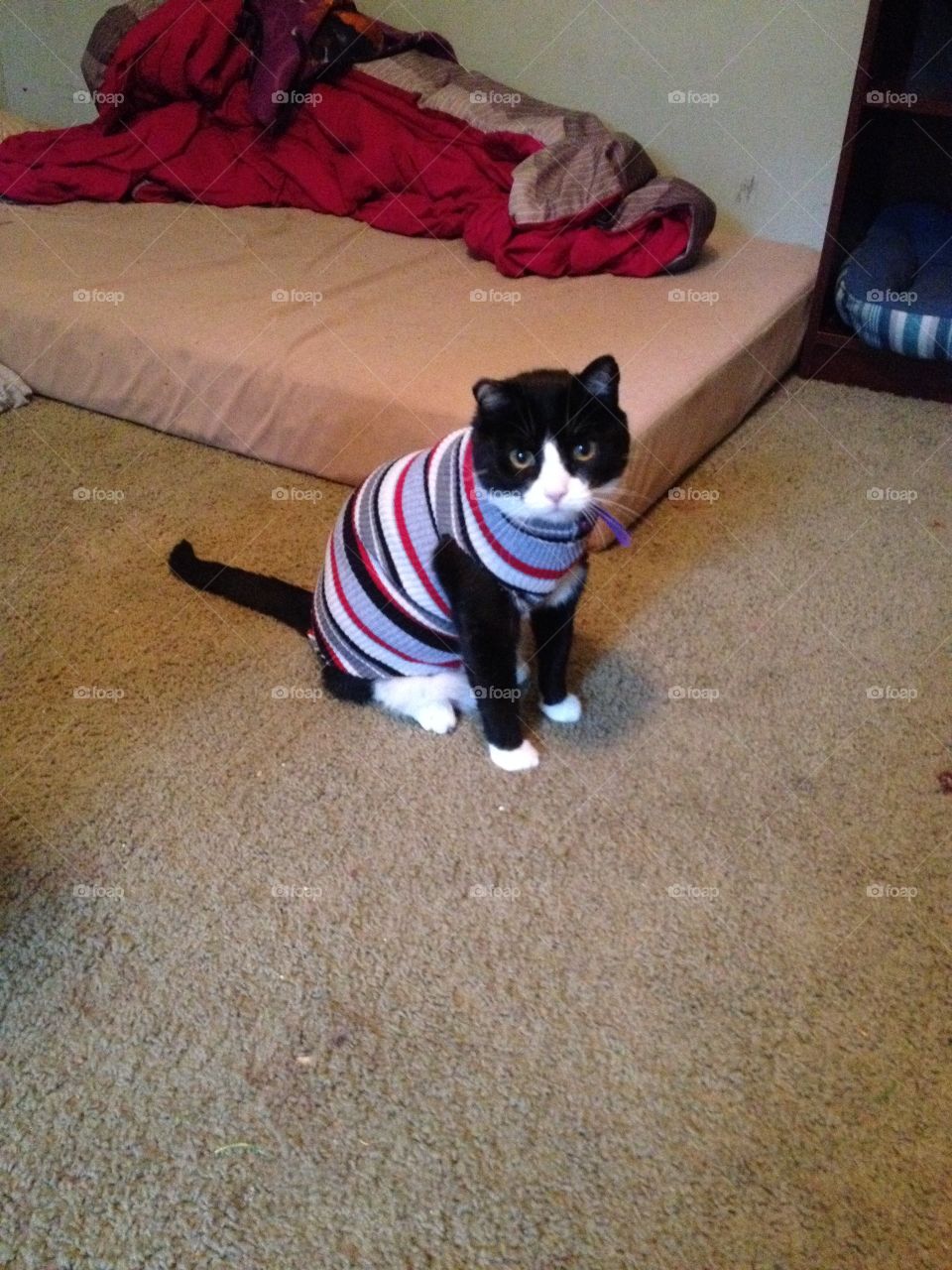 Cat in Sweater