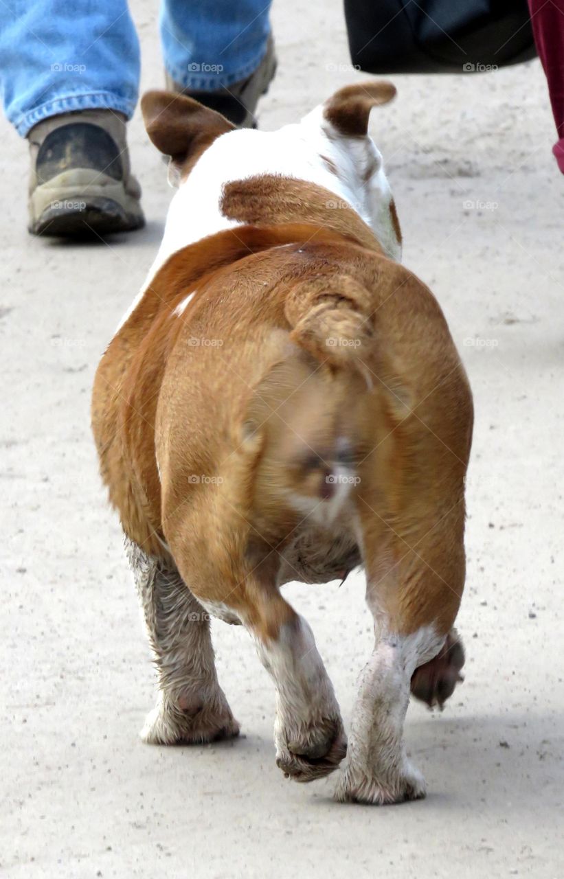 bulldog's butt