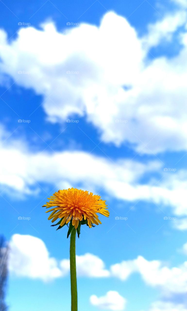 yellow dandelion