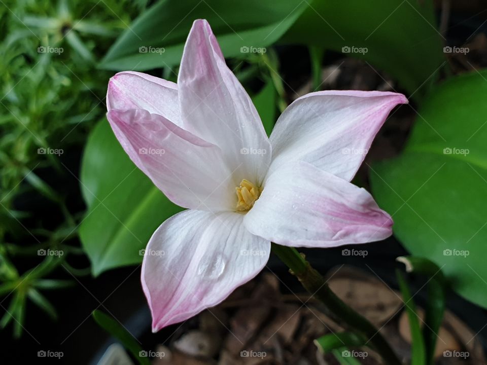 beautiful white pink flowers