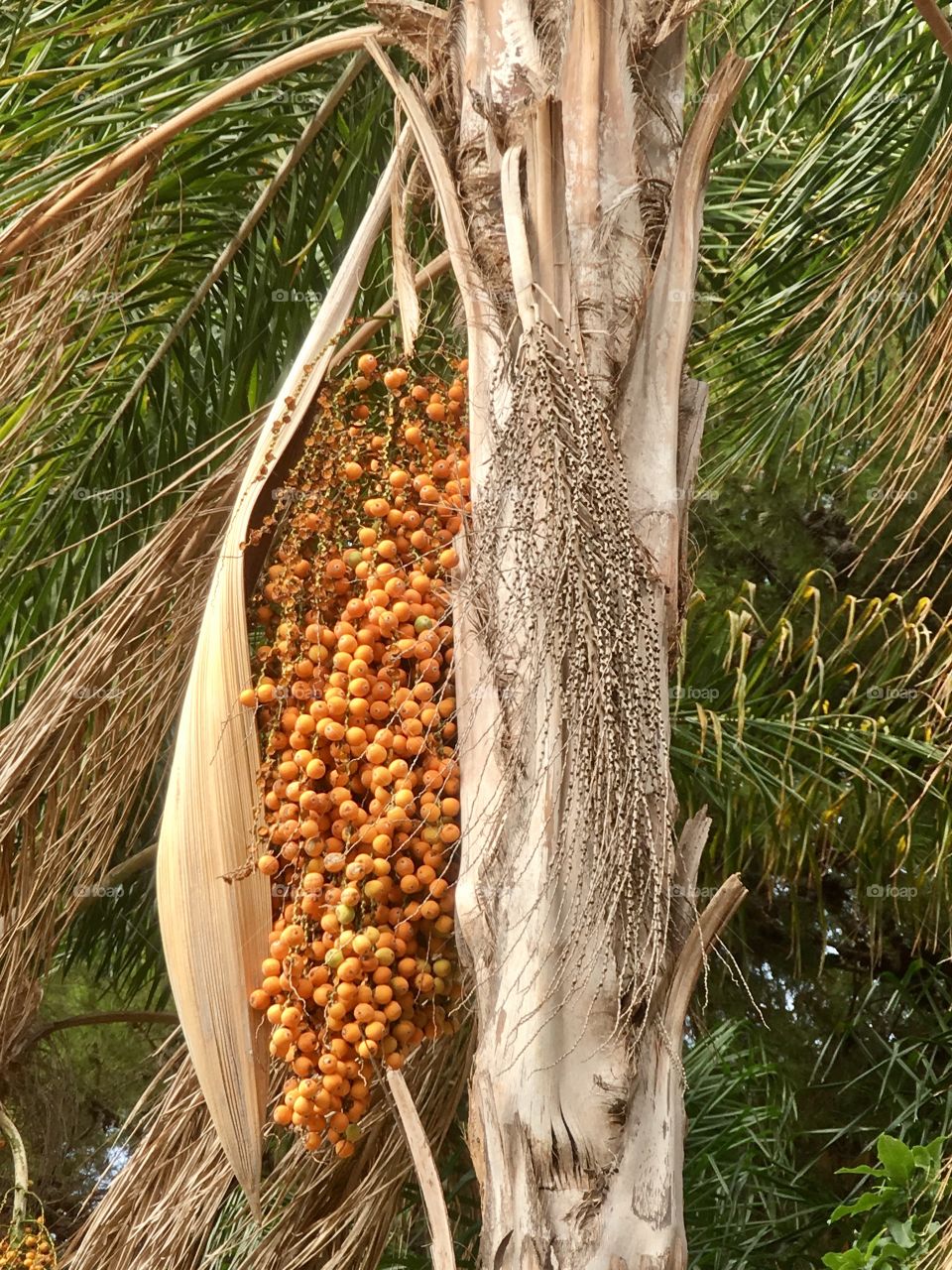 Palm tree fruit closeup 