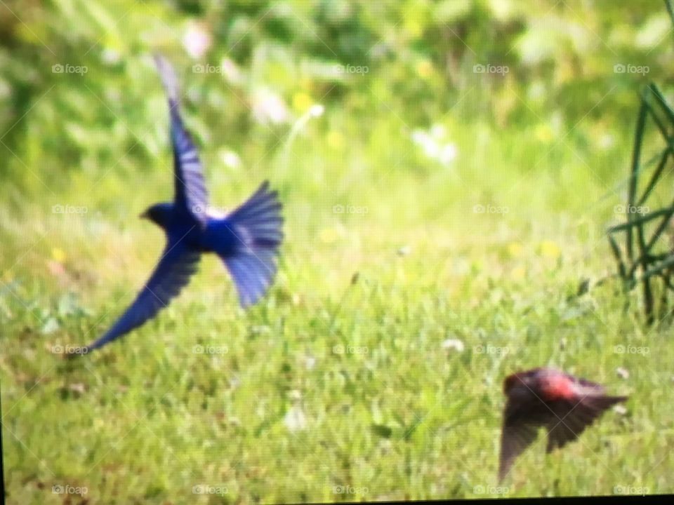 The early bird gets the worm