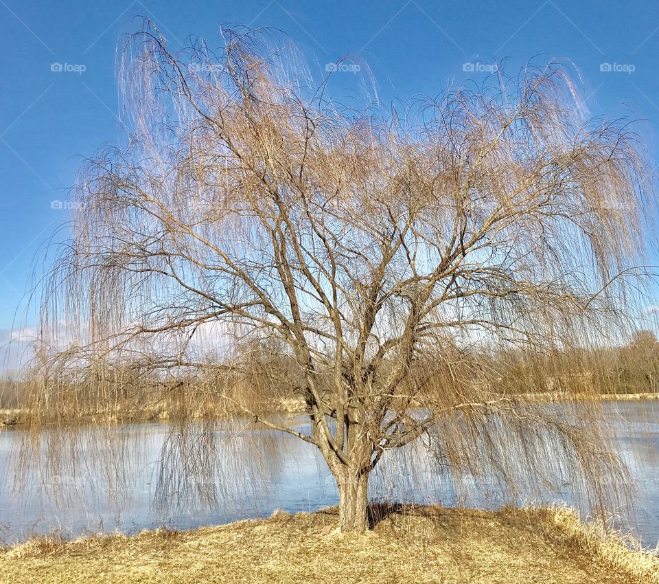 Winter Story, cold, winter, rural, frozen, ice, lake, sky, shore, thin ice, pond, water, melting, trees, tree line, melting, open water, willow, weeping willow, tree, point