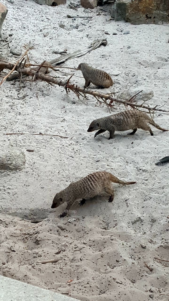 meerkats