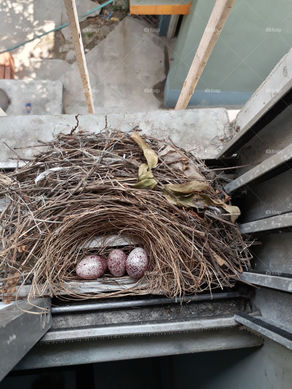 Bird's nest in our house