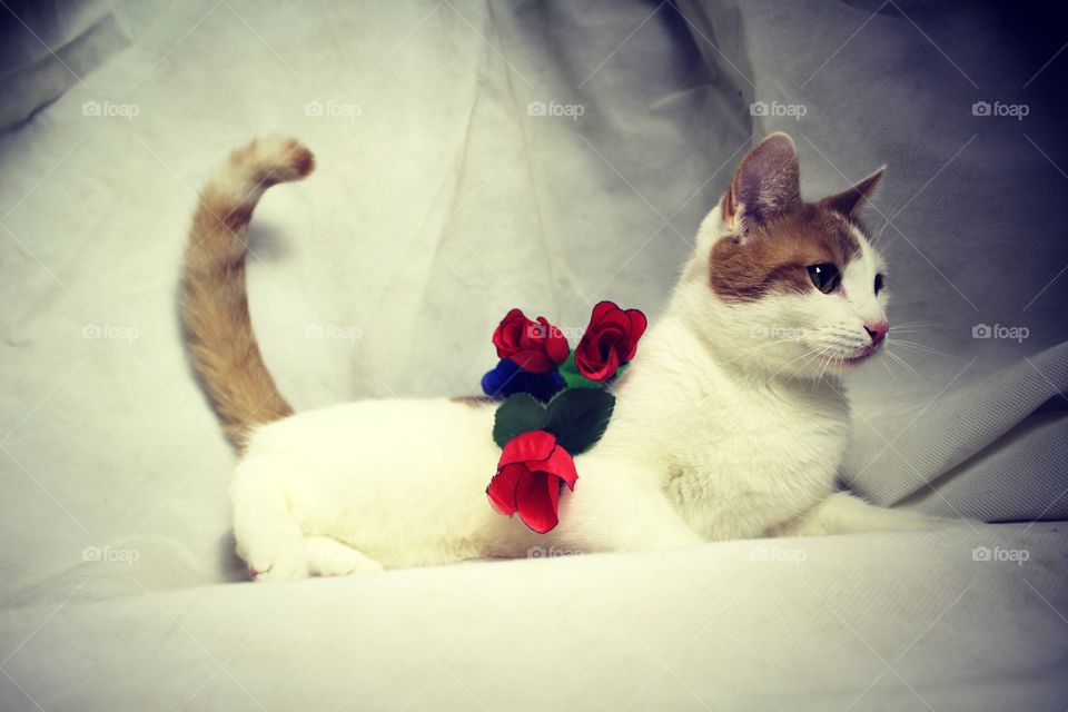 cat and roses