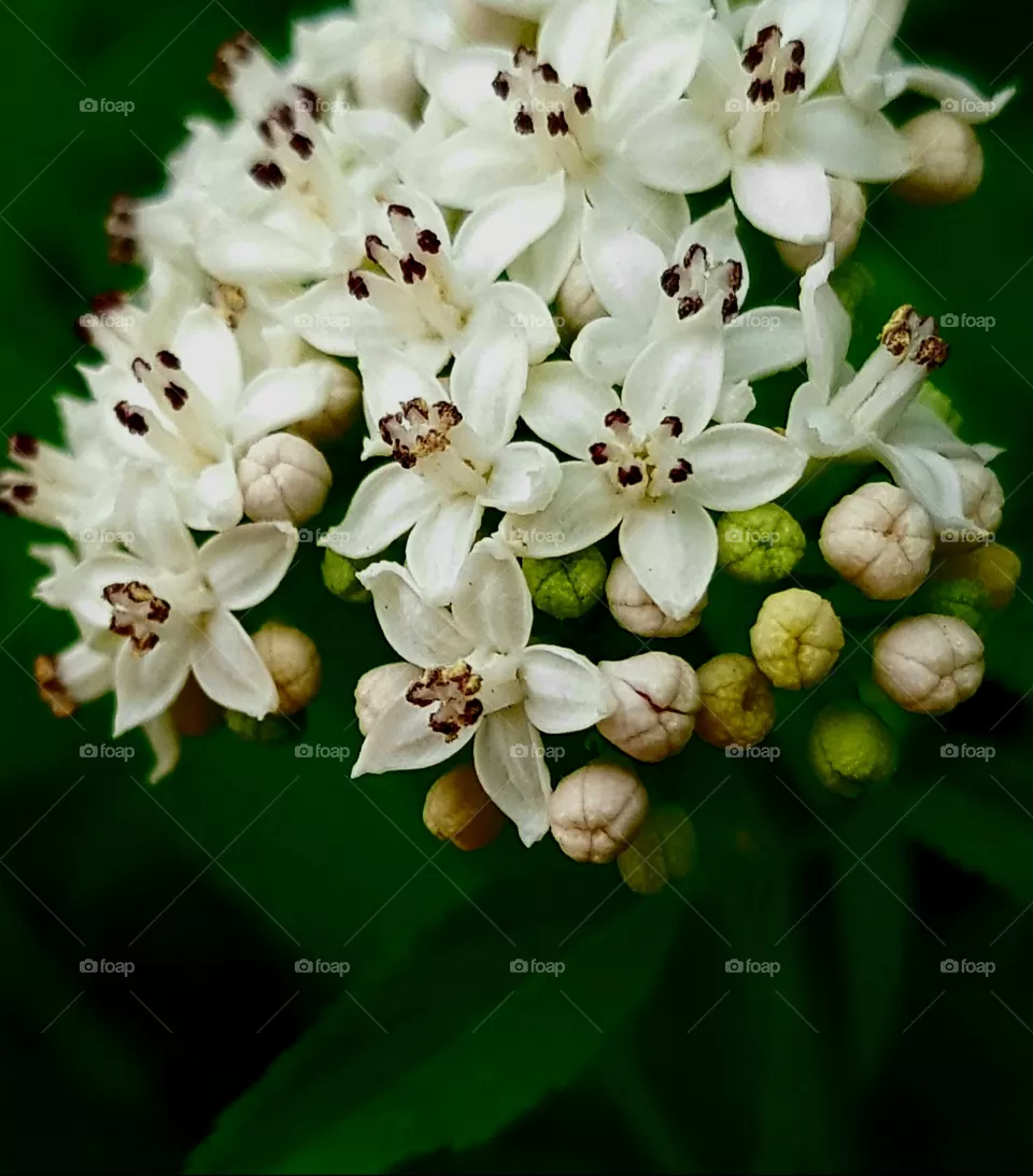 flaywers