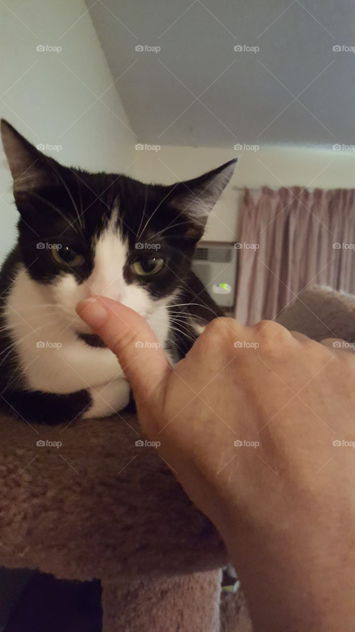 kitty cat smelling my thumb