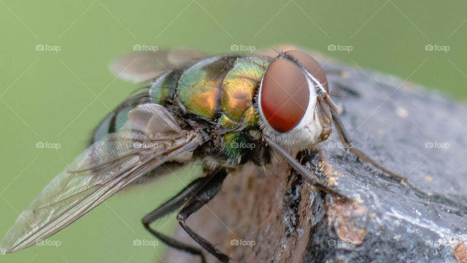 Mosca, Macrophoto
