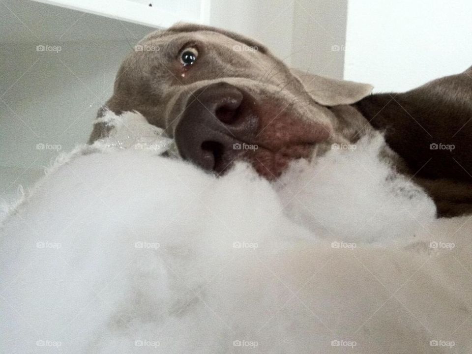 lazy weim on destroyed pillow