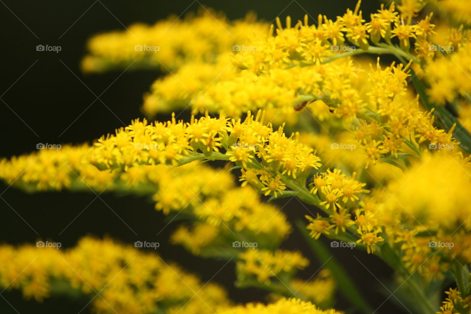 Goldenrod In The Fall
