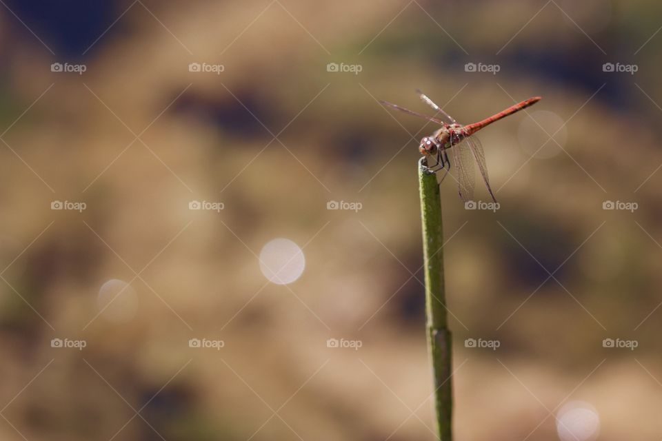Close-up of a dragonfly on the grass