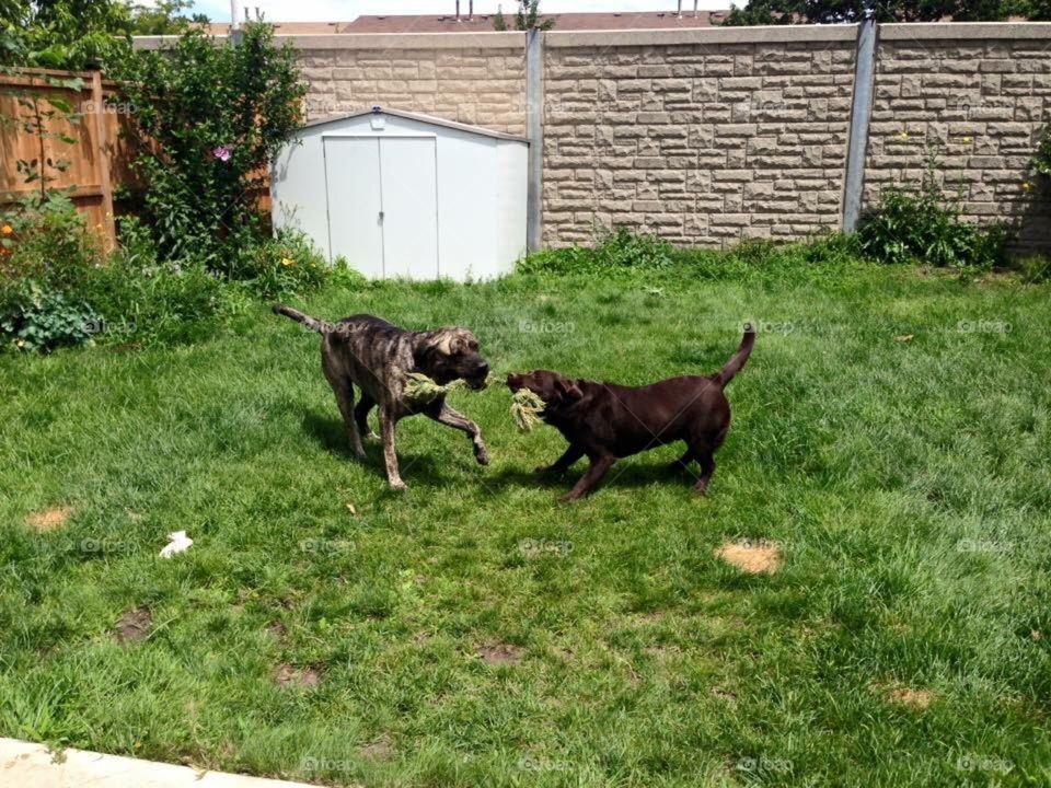 Dogs Playing