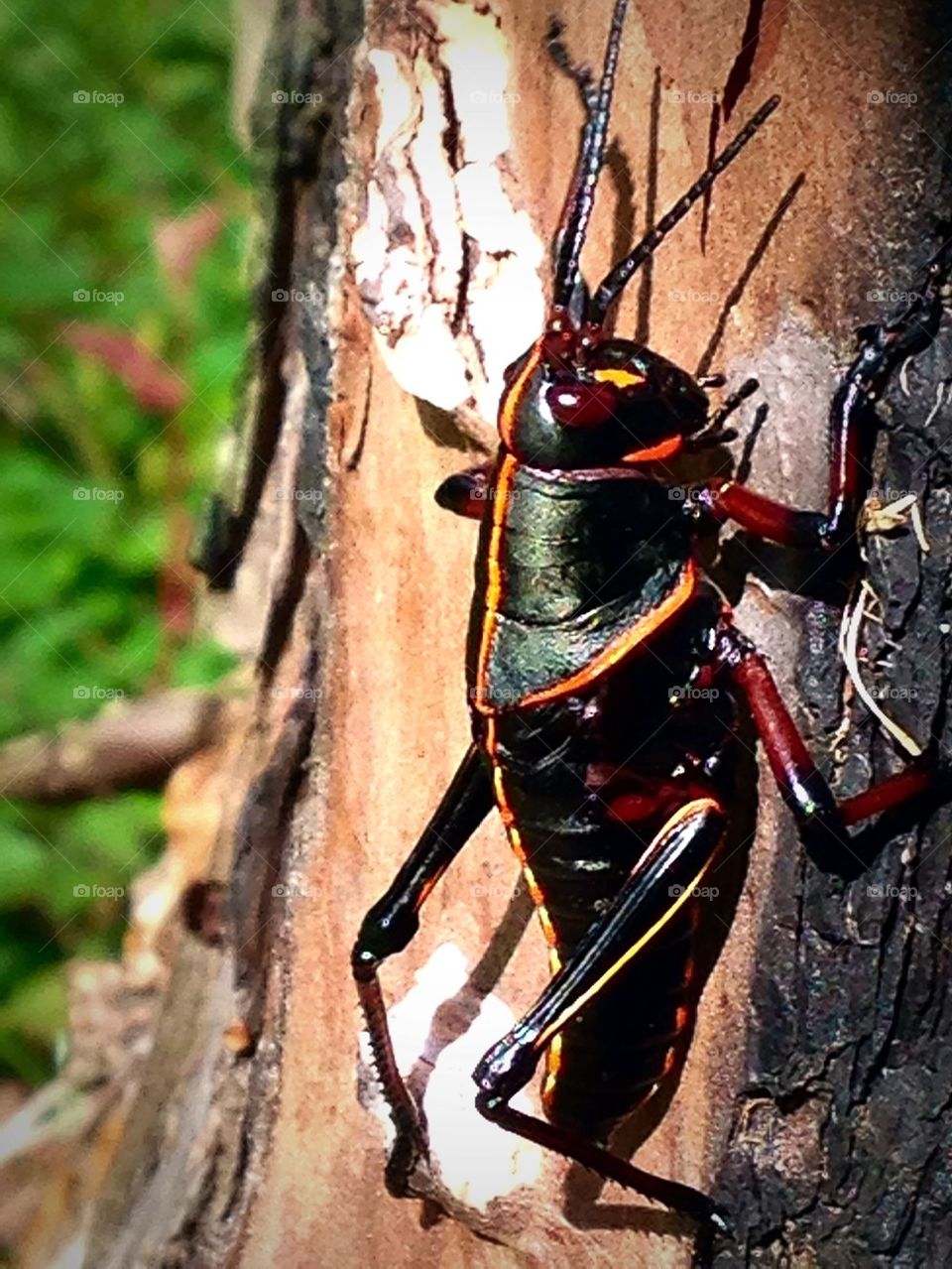 Devil Horse Grasshopper 