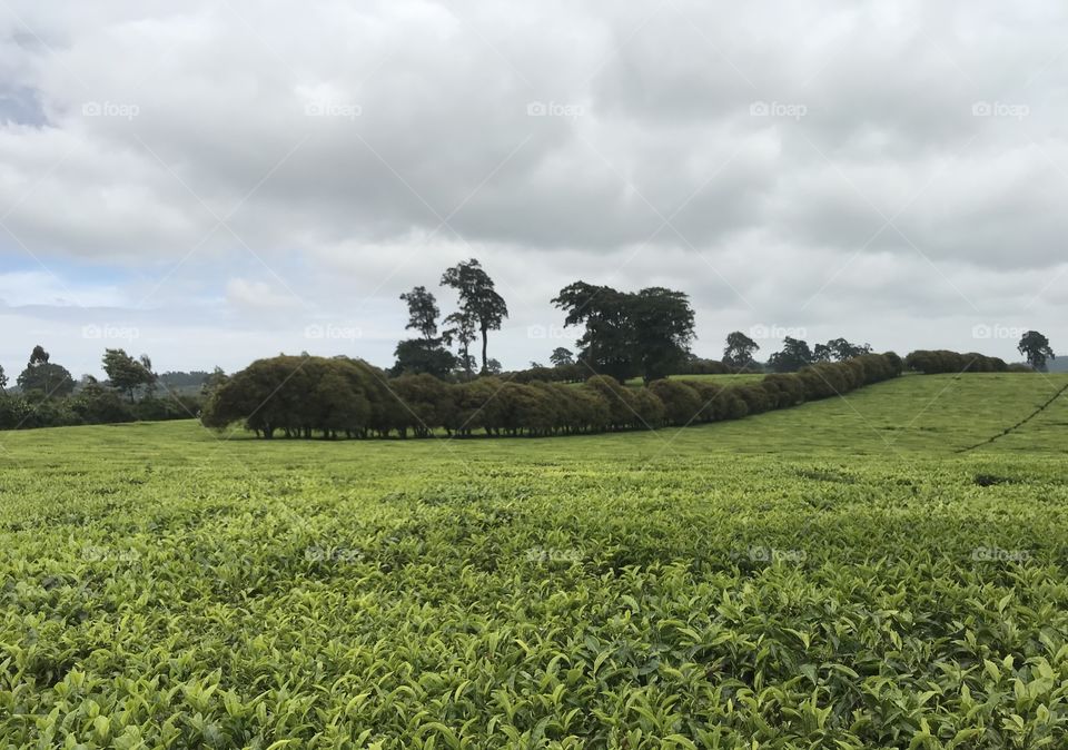 Beautiful roadside view of tea farm in Limuru Kenya.