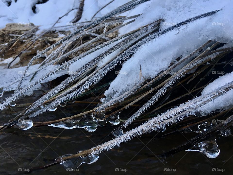 Frosty reeds bent over in the stream 