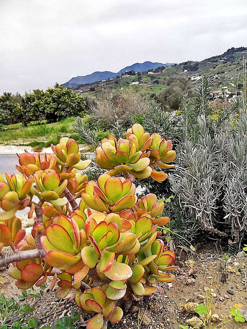 Nature of Andalucia, Alhaurin el Grande