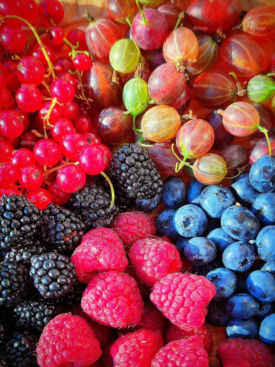 Berries are a treasure trove of vitamins and energy.  Red raspberries, black blackberries, red currant clusters, colorful gooseberries and purple blueberries.  The contrast of colors under the rays of the sun.  View from above