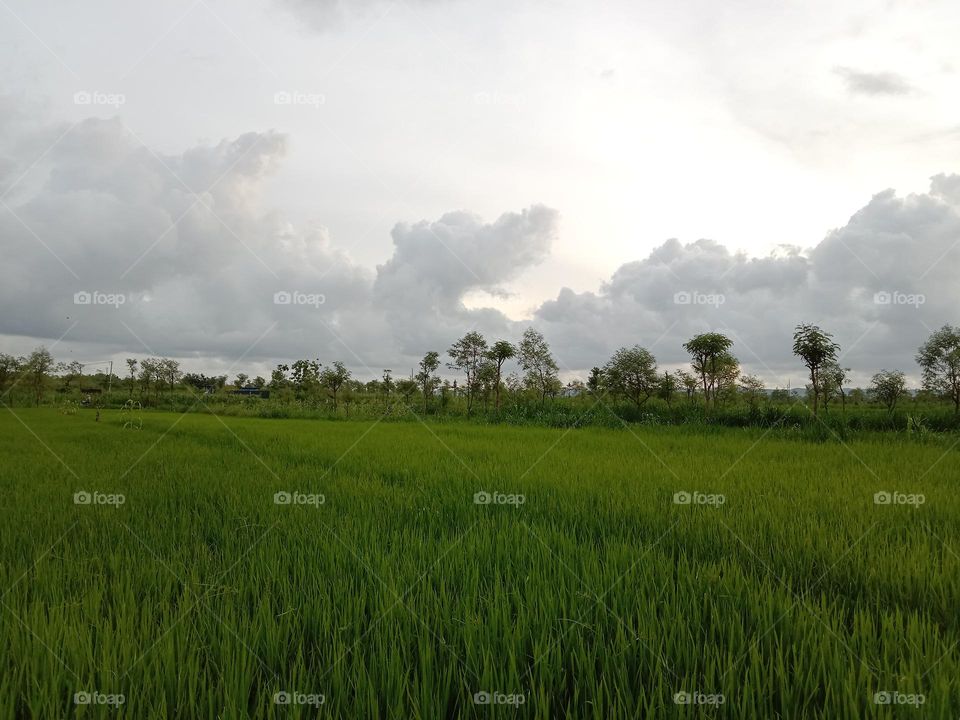 green rice plants that thrive in the fields.